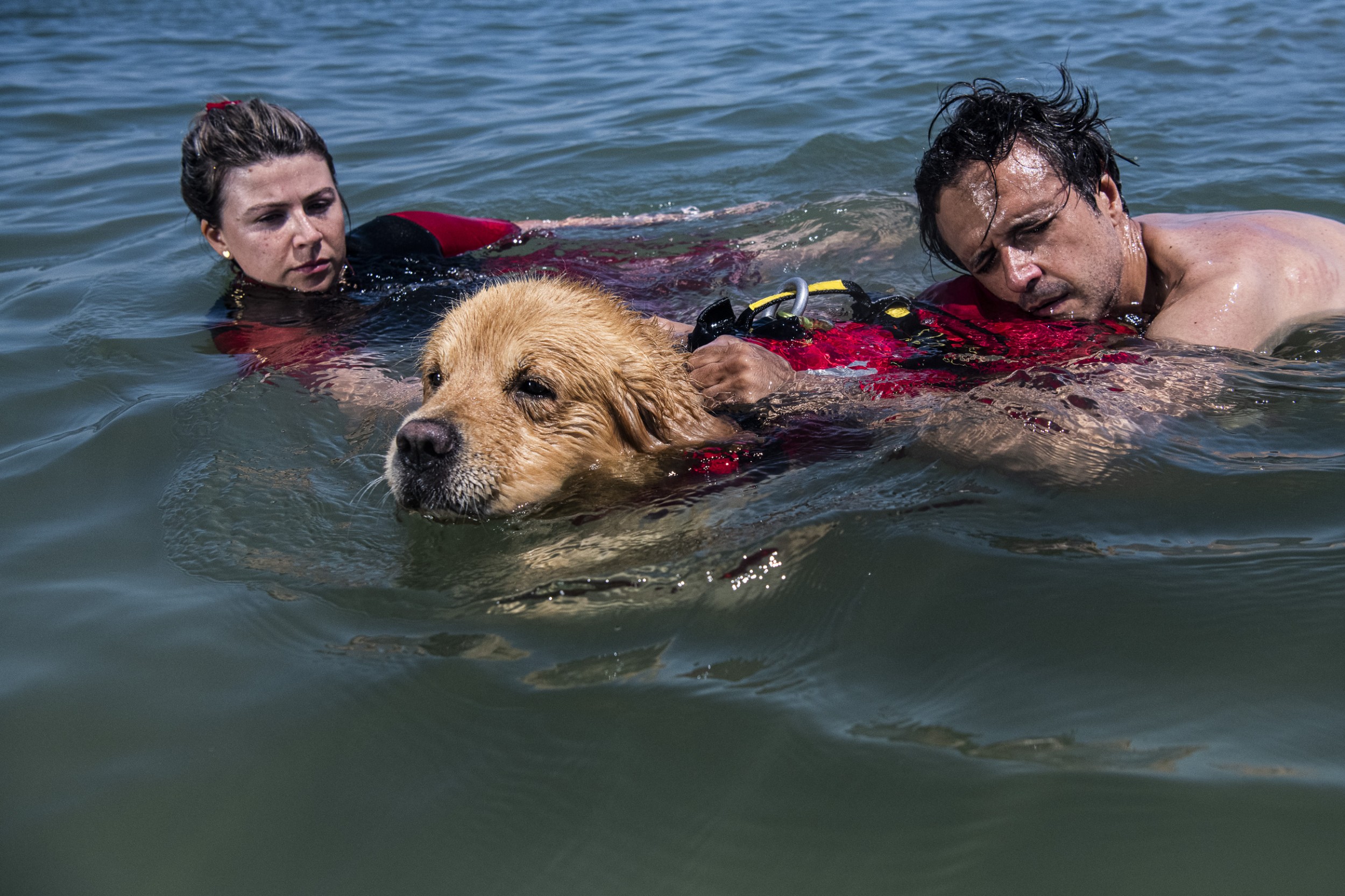 Lifeguard dogs 11 by Jan Windszus