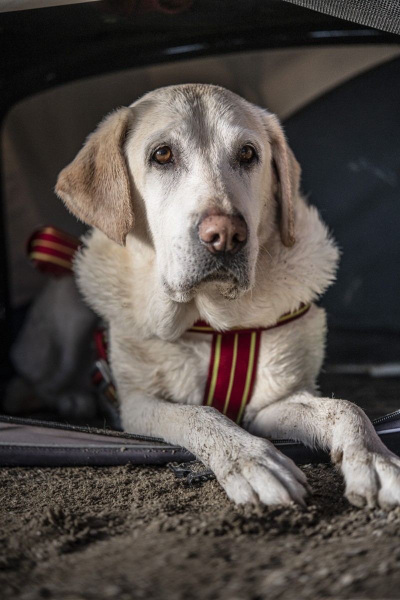 Lifeguard dogs 16 by Jan Windszus