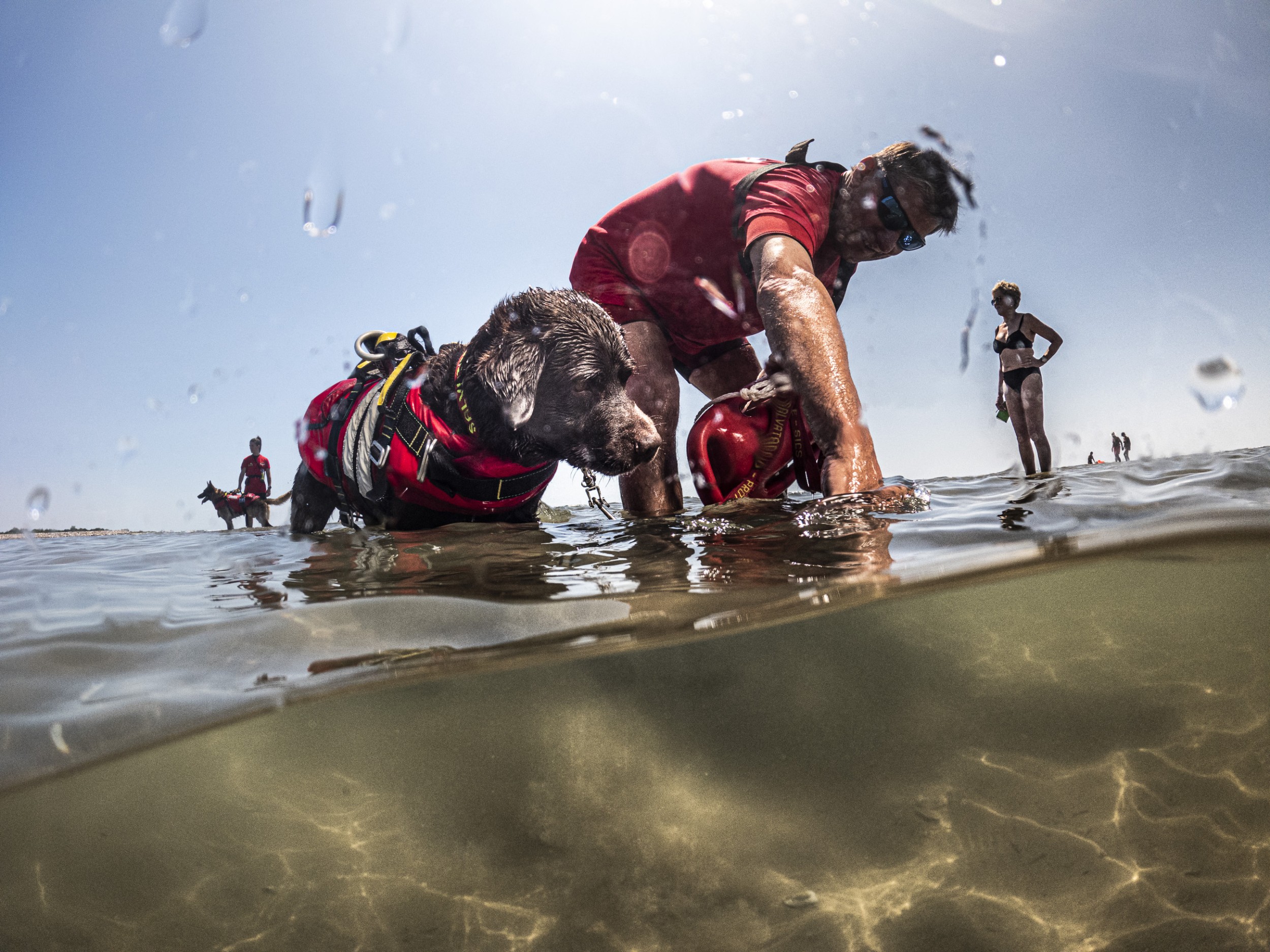 Lifeguard dogs 26 by Jan Windszus