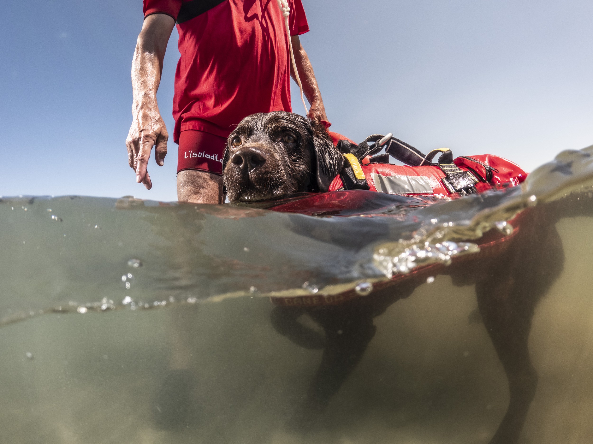 Lifeguard dogs 27 by Jan Windszus